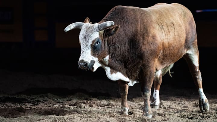 A bull at the NFR