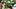oregon ducks quarterback dante moore dylan raiola dillon gabriel transfer portal dan lanning college football playoff bo nix oregon ducks quarterback dante moore dylan raiola dillon gabriel transfer portal dan lanning college football playoff bo nix