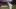 Sep 12, 2026; Oxford, Mississippi, USA; Mississippi Rebels Head Coach Pete Golding runs off the field Sep 12, 2026; Oxford, Mississippi, USA; Mississippi Rebels Head Coach Pete Golding runs off the field