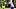oregon ducks rashaad samples running backs jordon davison injury dierre hill dajuan riggs simeon price tradarian ball brandon oregon ducks rashaad samples running backs jordon davison injury dierre hill dajuan riggs simeon price tradarian ball brandon
