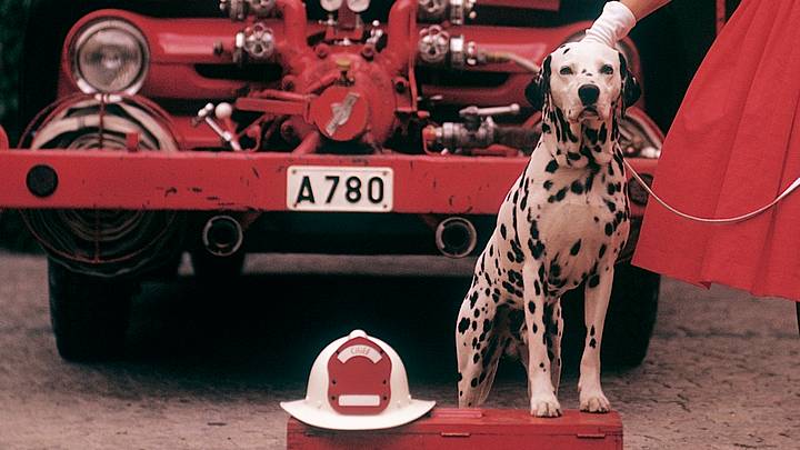Unlocking the Mystery: Why Dalmatians Became Firefighter Icons