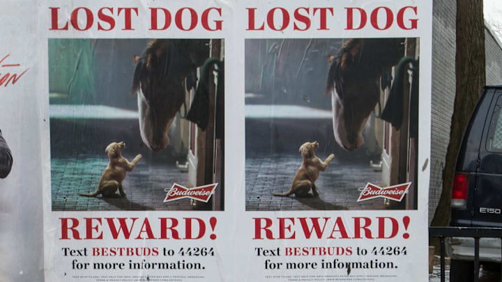 Advertising for Budweiser’s 2015 Super Bowl commercial.