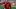 Utah Utes running back Wayshawn Parker 