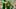 Oregon Ducks linebacker Teitum Tuioti (44) Oregon Ducks linebacker Teitum Tuioti (44)