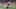 UTSA Roadrunners cornerback Asaad Chapman
