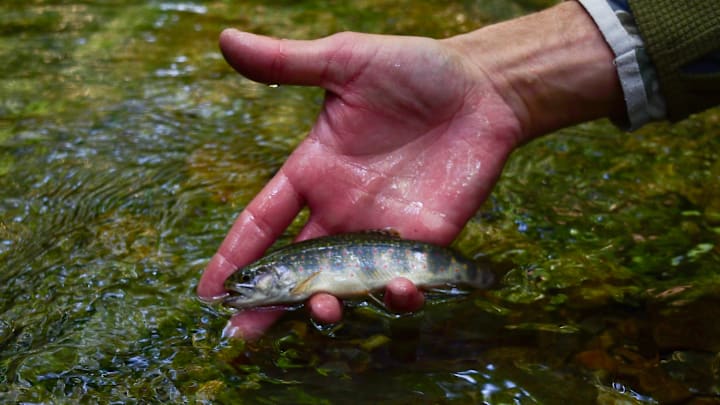 A North Carolina brook trout. A North Carolina brook trout.