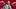 Arkansas Razorbacks coach Ryan Silverfield Arkansas Razorbacks coach Ryan Silverfield