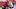 Arkansas Razorbacks defensive lineman Quincy Rhodes Arkansas Razorbacks defensive lineman Quincy Rhodes