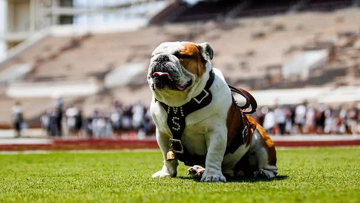 Mississippi State Live Mascot Bully XXII during the 2025 Spring Game at Davis Wade Stadium at Scott Field in Starkville, MS. Mississippi State Live Mascot Bully XXII during the 2025 Spring Game at Davis Wade Stadium at Scott Field in Starkville, MS.