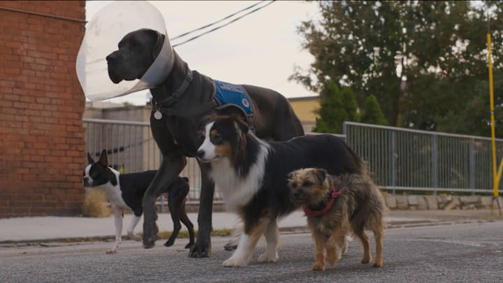(from left) Bug (Jamie Foxx), Hunter (Randall Park), Maggie (Isla Fisher), and Reggie (Will Ferrell) in Strays, directed by Josh Greenbaum.