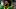 Oregon quarterback Dante Moore dances to “Shout!” as the Oregon Ducks host the Portland State Vikings Oregon quarterback Dante Moore dances to “Shout!” as the Oregon Ducks host the Portland State Vikings