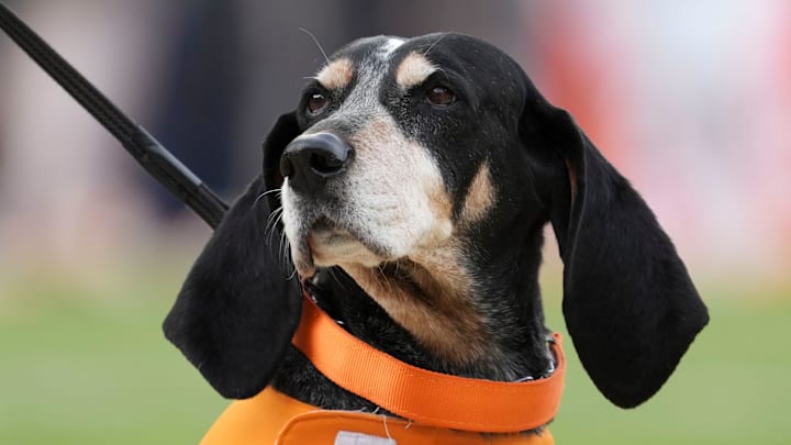 Tennessee mascot Smokey at the NCAA college football game against UTEP on Saturday, Nov. 23, 2024, in Knoxville, Tenn. Tennessee mascot Smokey at the NCAA college football game against UTEP on Saturday, Nov. 23, 2024, in Knoxville, Tenn.