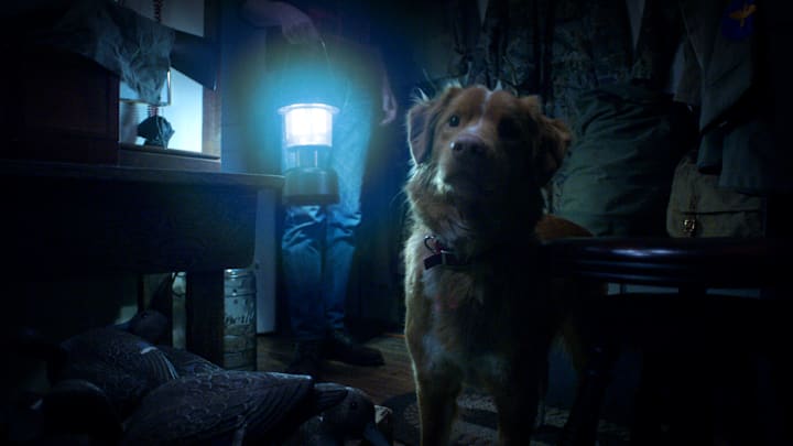 Good Boy - Courtesy Overlook