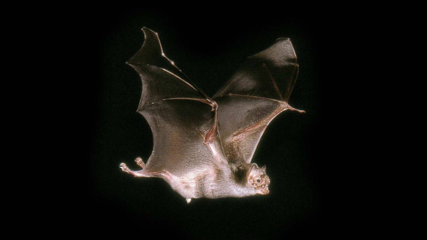 11 Surprising Facts About Vampire Bats