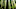 The temperate rainforest. The temperate rainforest.
