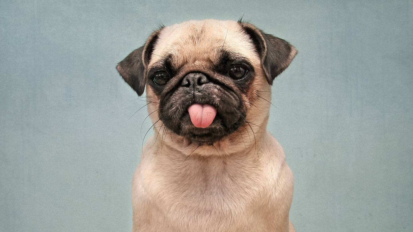 12 Fun Facts About Pugs