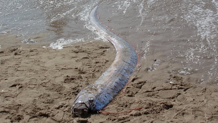 A dead oarfish washed ashore on a beach in Mexico. A dead oarfish washed ashore on a beach in Mexico.