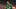 oregon ducks football uniforms jamari johnson dan lanning boise state autzen stadium eugene oregon nike jersey generation O oregon ducks football uniforms jamari johnson dan lanning boise state autzen stadium eugene oregon nike jersey generation O