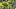 oregon ducks football uniform combination reveal nike zach grisham dan lanning portland state vikings tommy tofi oregon ducks football uniform combination reveal nike zach grisham dan lanning portland state vikings tommy tofi