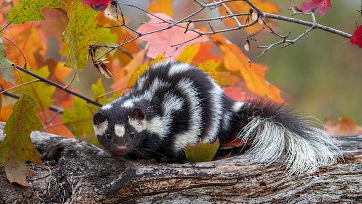 A spotted skunk.