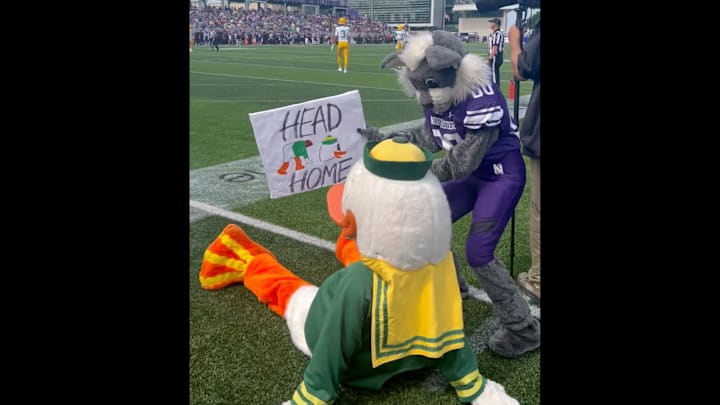 Northwestern's mascot trolled the Oregon Duck before their game Saturday