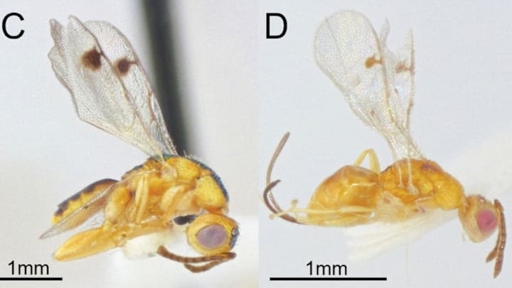 These are two species of Bootanomyia dorsalis wasps introduced from Europe.