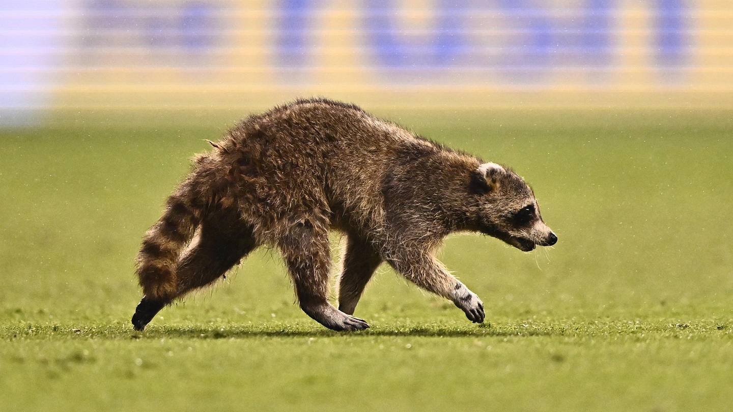 Rogue Raccoon Causes 'Record-Setting' Delay During MLS Match