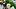oregon ducks quarterback dylan raiola dante moore dan lanning drew mehringer dierre hill aydin breland illinois illini oregon ducks quarterback dylan raiola dante moore dan lanning drew mehringer dierre hill aydin breland illinois illini