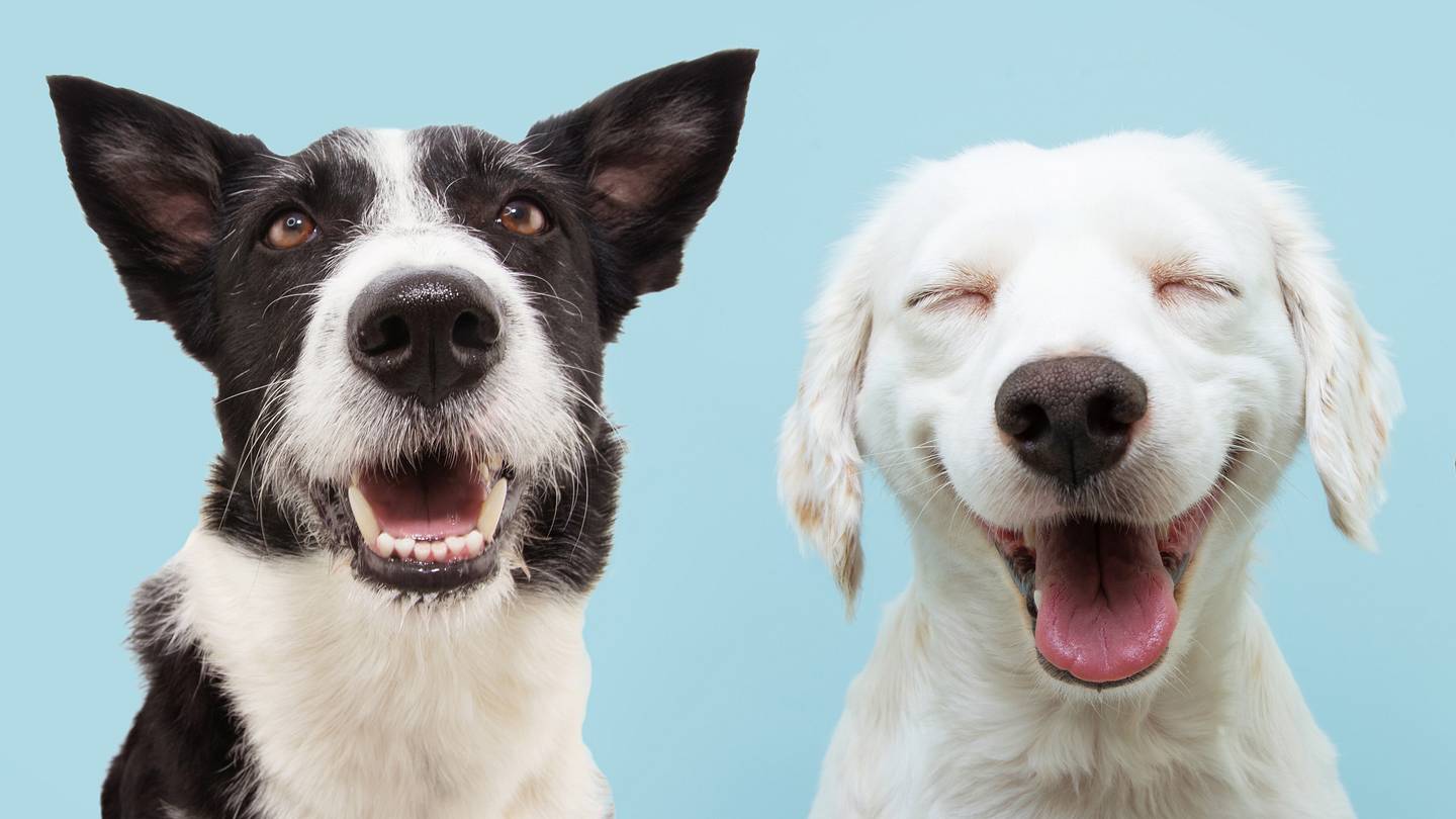 42 Amazing Facts About Dogs