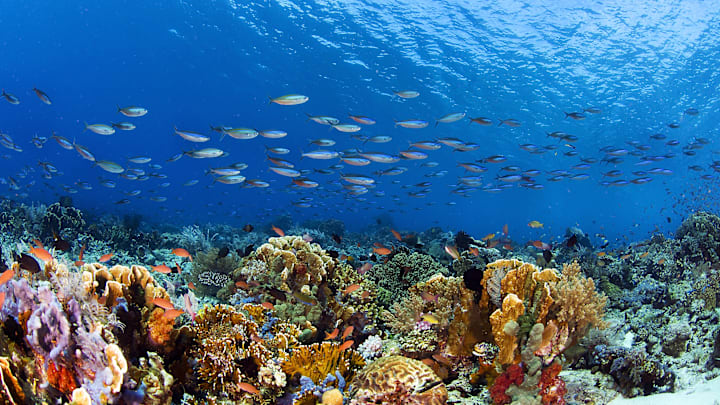 There‘s a lot of noise that goes on around coral reefs.
