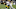 Arizona Cardinals Arizona Cardinals