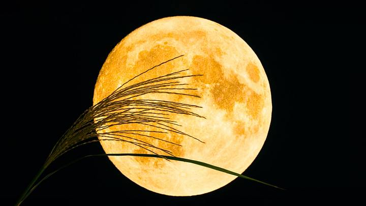 Harvest moon with wheat in front of it Harvest moon with wheat in front of it