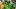 oregon ducks dan lanning tony teitum tuioti kerry mixon bear alexander amauri washington dante moore linebacker defensive oregon ducks dan lanning tony teitum tuioti kerry mixon bear alexander amauri washington dante moore linebacker defensive