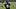Jacksonville Jaguars quarterback Gardner Minshew