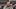 Belichick UNC