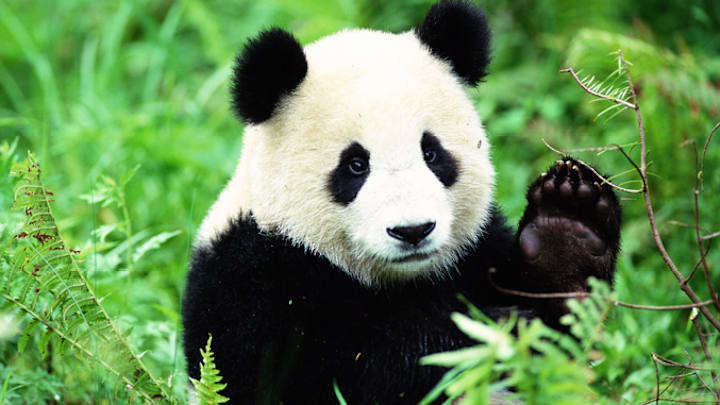 The giant panda’s comeback shows that conservation works.