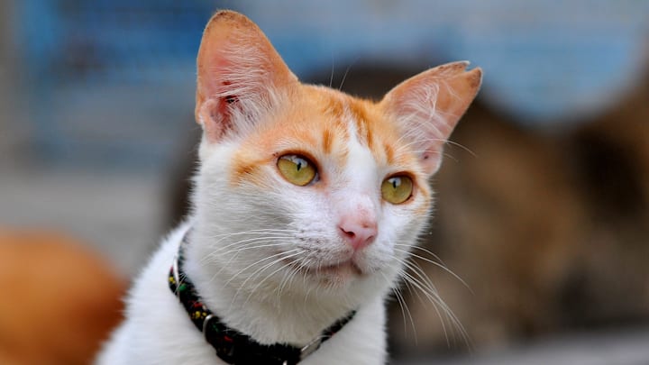 An orange and white cat An orange and white cat