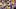 LSU running back Harlem Berry. LSU running back Harlem Berry.