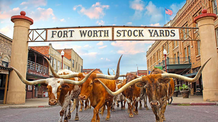 Daily Cattle Drive in the Fort Worth Stockyards Daily Cattle Drive in the Fort Worth Stockyards