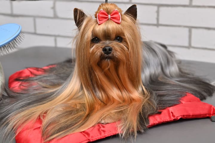 Yorkshire terrier long hair on sale