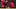 Kansas City Chiefs quarterback Patrick Mahomes