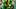 oregon ducks quarterback dylan raiola dante moore brock thomas coach dan lanning illinois illini press conference big ten oregon ducks quarterback dylan raiola dante moore brock thomas coach dan lanning illinois illini press conference big ten