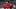 Tampa Bay Buccaneers CB Zyon McCollu Tampa Bay Buccaneers CB Zyon McCollu