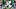 oregon ducks recruiting wide receiver malachi garlington washington state cougars flip class of 2027 three star oregon ducks recruiting wide receiver malachi garlington washington state cougars flip class of 2027 three star