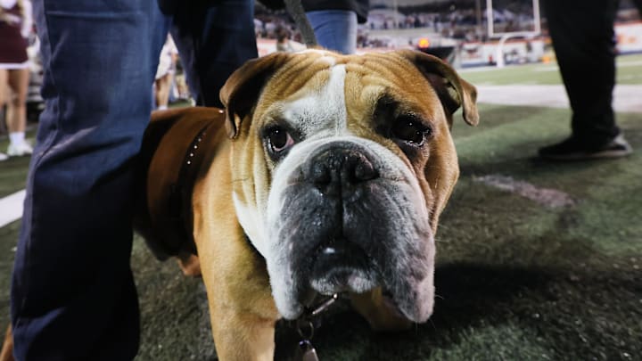 Mississippi State Bulldogs live mascot Bully XXI stalks the sidelines at the AutoZone Liberty Bowl at Liberty Bowl Memorial Stadium on Tuesday, Dec. 28, 2021.