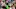 Oregon Ducks Dante Moore Dan Lanning NFL Draft Projections Quarterback Program record dylan raiola big ten eugene college 