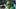 oregon ducks dan lanning tony teitum tuioti kerry mixon bear alexander amauri washington dante moore linebacker defensive oregon ducks dan lanning tony teitum tuioti kerry mixon bear alexander amauri washington dante moore linebacker defensive
