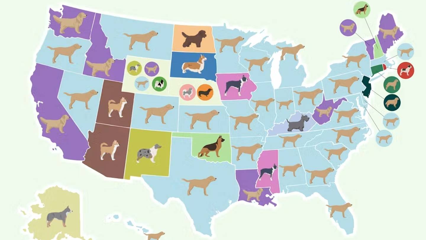 The Most Popular Dog Breed in Every State, Mapped