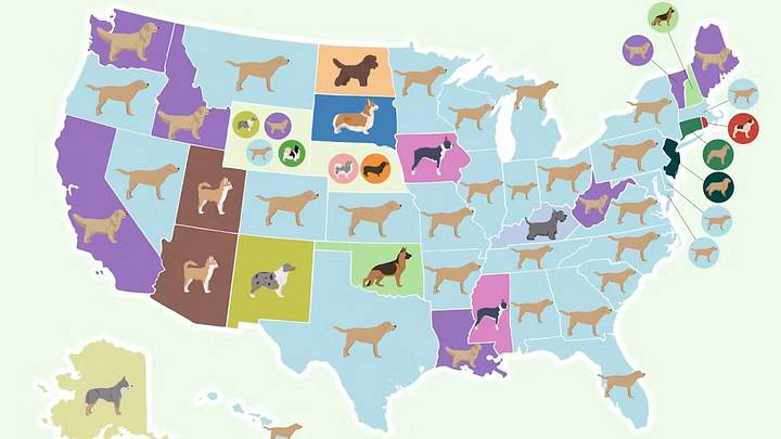 Which breed is the top dog in your home state? Which breed is the top dog in your home state?