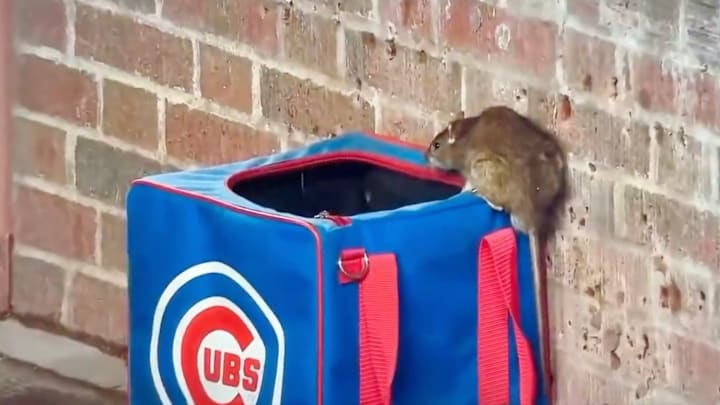 A rat ran around Wrigley Field during a game, causing havoc.